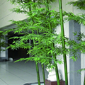 人工植物・樹脂製プランター