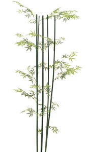 青竹(5本立)