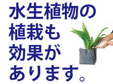 水生植物を池へ