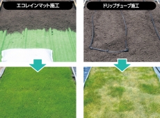 生育の違い　灌水シート　散水ホース